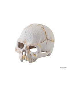 EXO-TERRA Primate Skull terraariumi dekoratsioon/varjend Inimese pealuu	