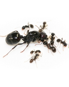 Sipelgad Messor barbarus 5-10 tk