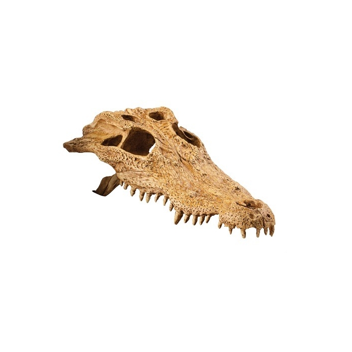 EXO-TERRA Crocodile Skull terraariumi dekoratsioon/varjend Crocodile Skull 