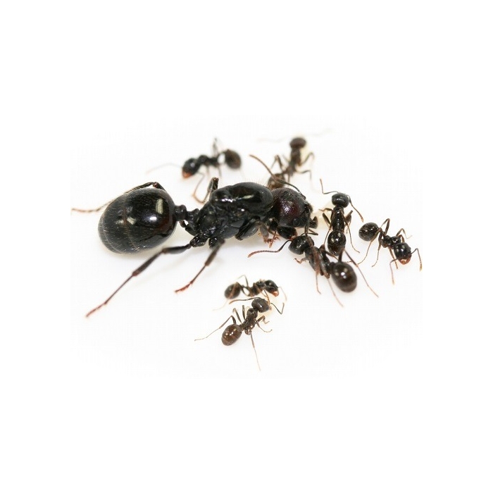 Sipelgad Messor barbarus 5-10 tk